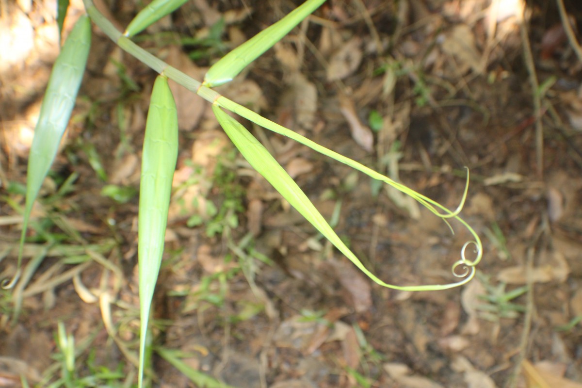 Flagellaria indica L.